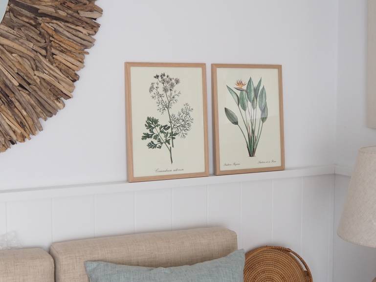 LÁMINA BOTÁNICA STRELITZIA