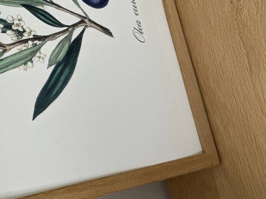 LÁMINA BOTÁNICA OLIVO