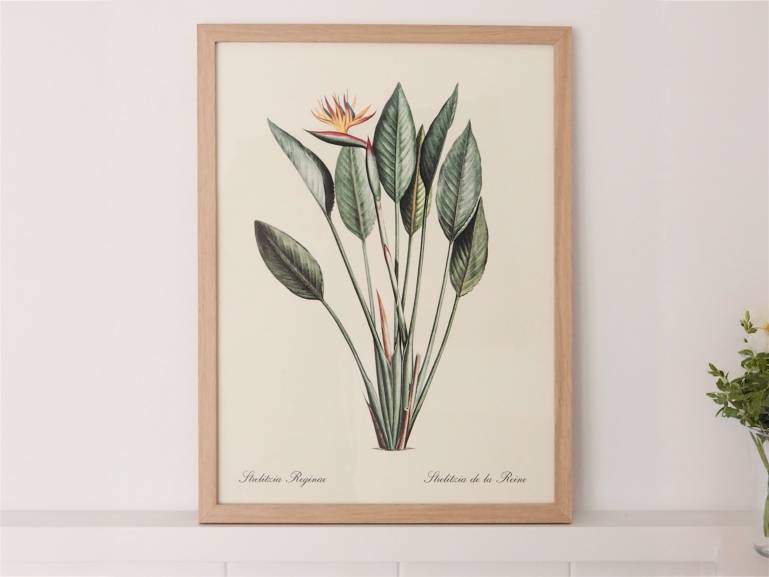 LÁMINA BOTÁNICA STRELITZIA