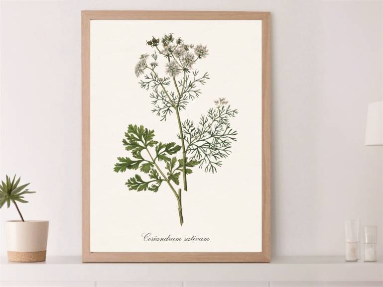 LÁMINA BOTÁNICA CILANTRO