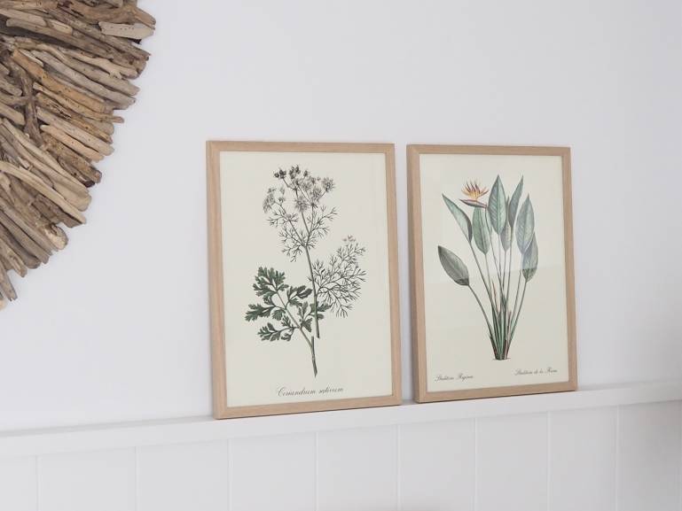 LÁMINA BOTÁNICA CILANTRO