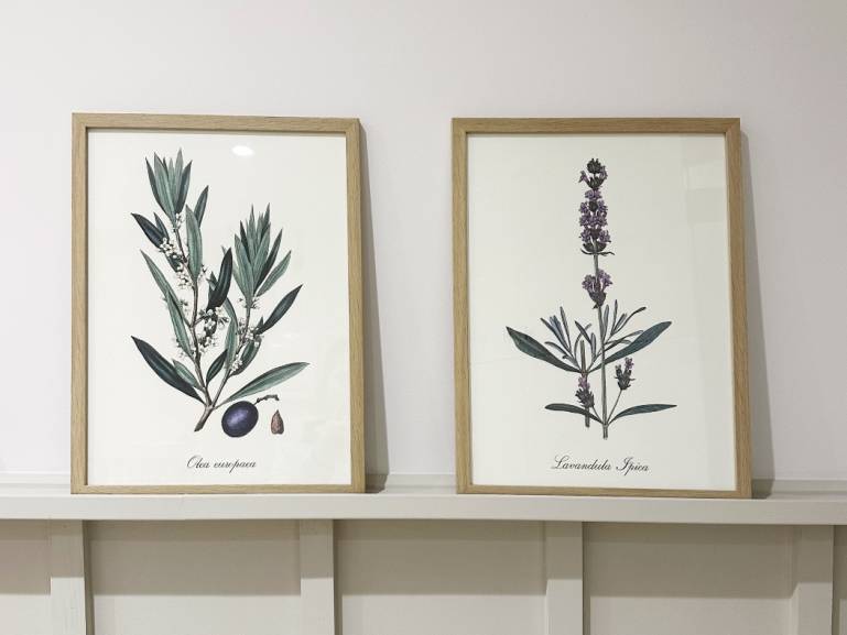 LÁMINA BOTÁNICA LAVANDA